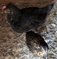 Cyrus (RHR) & Joe (BANTAM).jpg Cyrus (RHR) & Joe (BANTAM).jpg