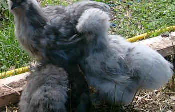 silkietrio013.jpg silkietrio013.jpg