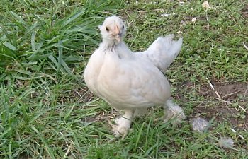 chickens05-28-2009028.jpg chickens05-28-2009028.jpg