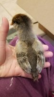 20180509_192851.jpg