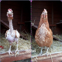 isobel hen.png