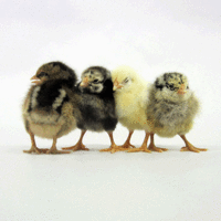Baby Meat Birds.gif