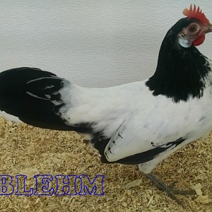 bantam Lakenvelder P.jpg