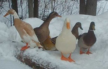 Swampduckss Page