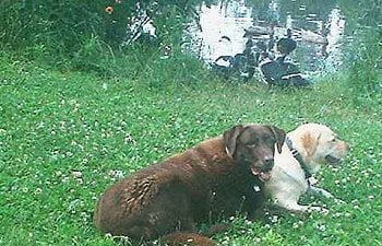 pupsandducks2.jpg pupsandducks2.jpg