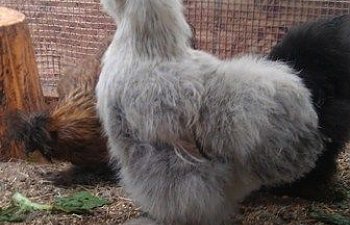 108640_silkies_-_silver_1.jpg