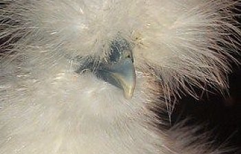 108640_silkie_-_white_2.jpg