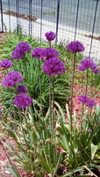 IMG_20180515_132428.jpg