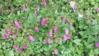 Campanulasgroundcover.jpg