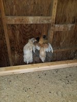 20180515_203036.jpg 20180515_203036.jpg