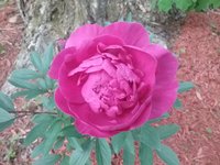 20180512_193209.jpg
