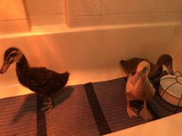 EAAE32C8-42ED-4137-A1C6-147C499290F5.jpeg