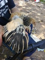 IMG_20180516_142434.jpg
