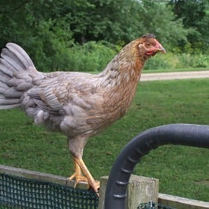 hen.jpg