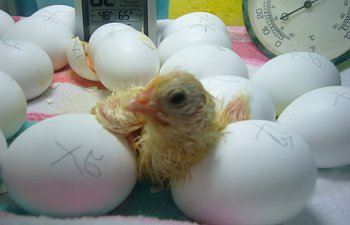 EggsandChicks014.jpg