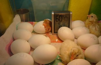 EggsandChicks018.jpg