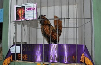 48408_trip_to_kyogle_and_poultry_at_gympie_show_051.jpg 48408_trip_to_kyogle_and_poultry_at_gympie_show_051.jpg