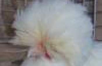 poultry2209.jpg