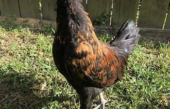 Sexing Polish Chickens... the development of the surprise Rooster
