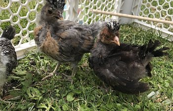 IMG_3042.JPG