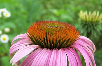 ConeFlower6-14-2011.jpg ConeFlower6-14-2011.jpg