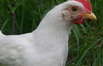 TheBestLeghornRooster.jpg TheBestLeghornRooster.jpg