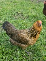 20180517_180509.jpg