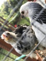 37D52408-5475-48F1-B3A9-D363834FD887.jpeg