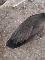 peahen.jpg