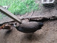 peahen6.jpg