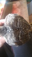 20180518_173321.jpg
