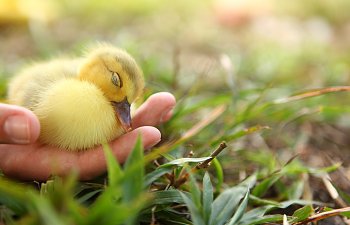 Duckling (2).JPG