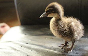 IMG_0150.jpg