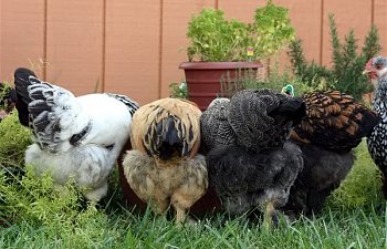 Fluff.jpg Fluff.jpg