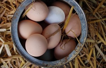 2008-4-22chickenfarm029.jpg