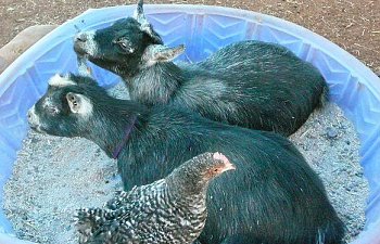 Poolofgoats.jpg Poolofgoats.jpg