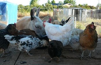 FlockofLlama.jpg FlockofLlama.jpg