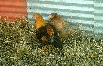 MyChickens11_29_08027-1.jpg MyChickens11_29_08027-1.jpg