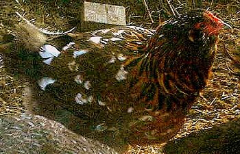 MyChickens11_29_08019-2.jpg