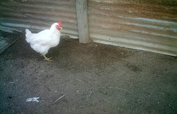 MyChickens11_29_08011.jpg MyChickens11_29_08011.jpg