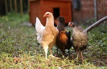 IMG_0134-border.jpg