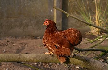 IMG_5030-border.jpg