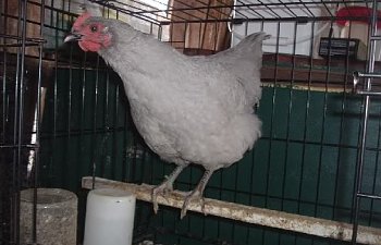 L013.jpg L013.jpg