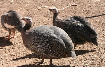 Guineas010.jpg