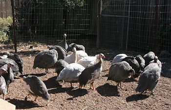 Guineas001.jpg