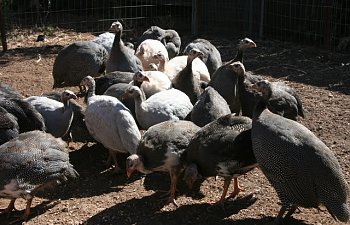 Guineas003.jpg