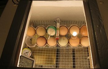 first-batch-eggs.jpg