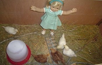 28462_chickens4.jpg 28462_chickens4.jpg