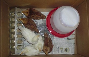 28462_chicks.jpg 28462_chicks.jpg
