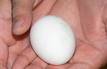 1st_egg_6-30.jpg 1st_egg_6-30.jpg